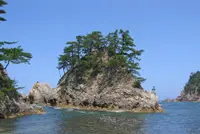 Japanese black pine