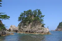 Japanese black pine (Pinus thunbergii) plant