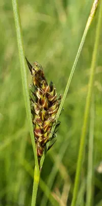 slender sedge (Carex lasiocarpa) plant