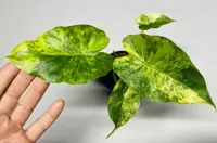 Alocasia odora