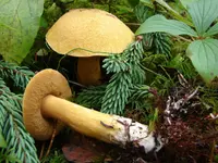 Blue-staining Slippery Jack (Suillus tomentosus) plant