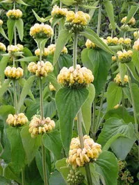 Turkish Sage (Phlomis russeliana) plant