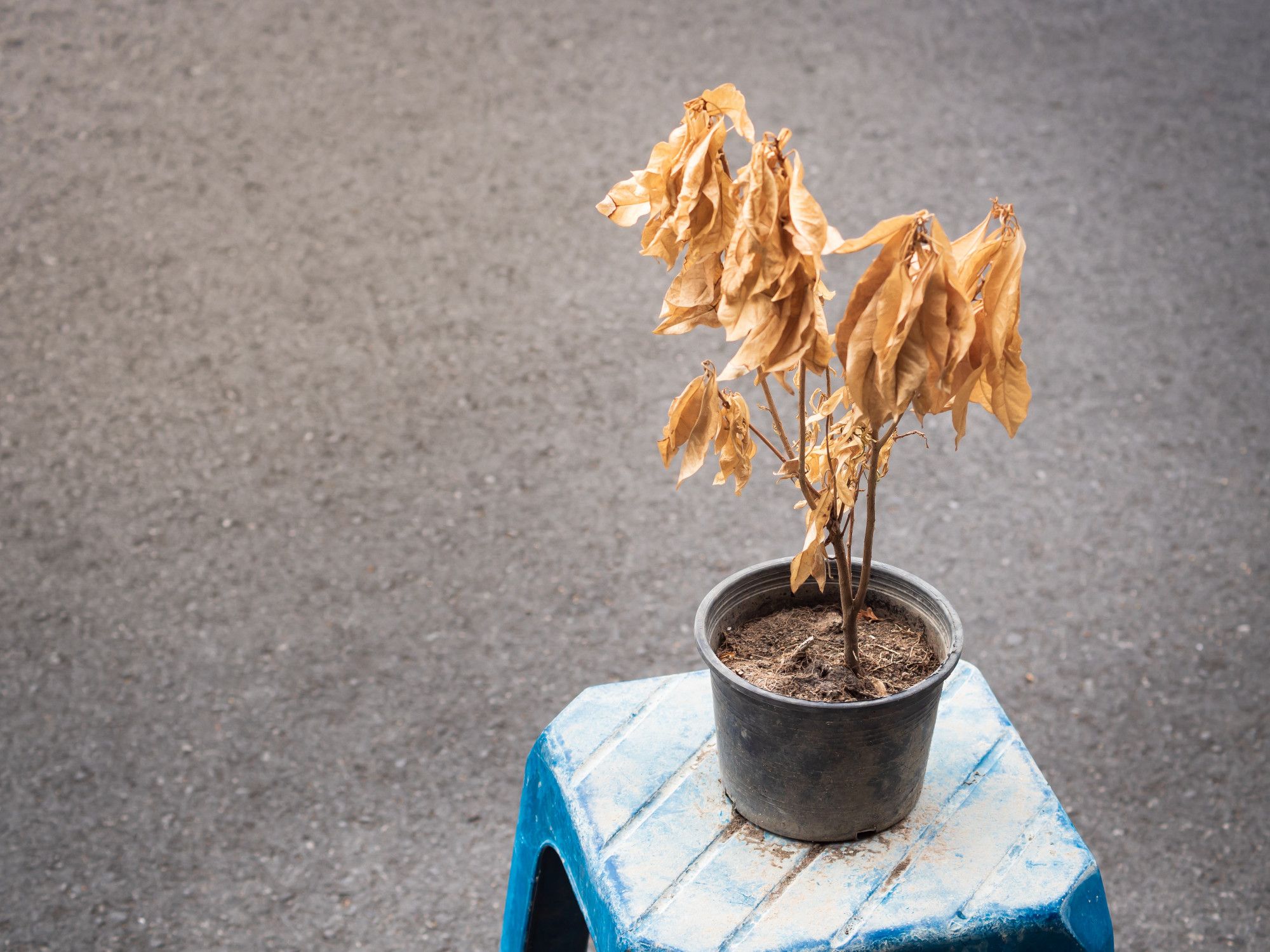 What Does a Dead Plant Look Like