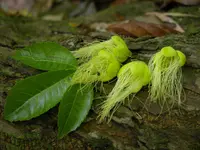 Caryocar costaricense