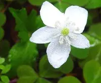 Columbian Windflower (Anemonastrum deltoideum) plant