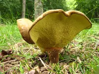 ash-tree bolete