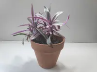 Tradescantia spathacea in the pot