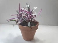 Tradescantia spathacea in the pot