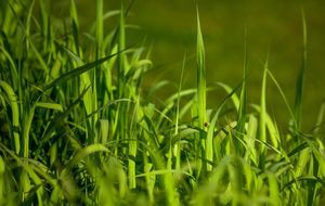 How to Prevent Crabgrass From Coming Back