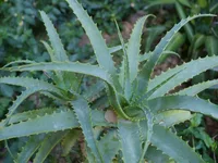 Candelabra aloe (Aloe arborescens) plant