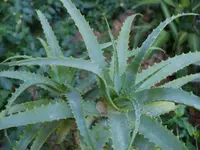 Candelabra aloe