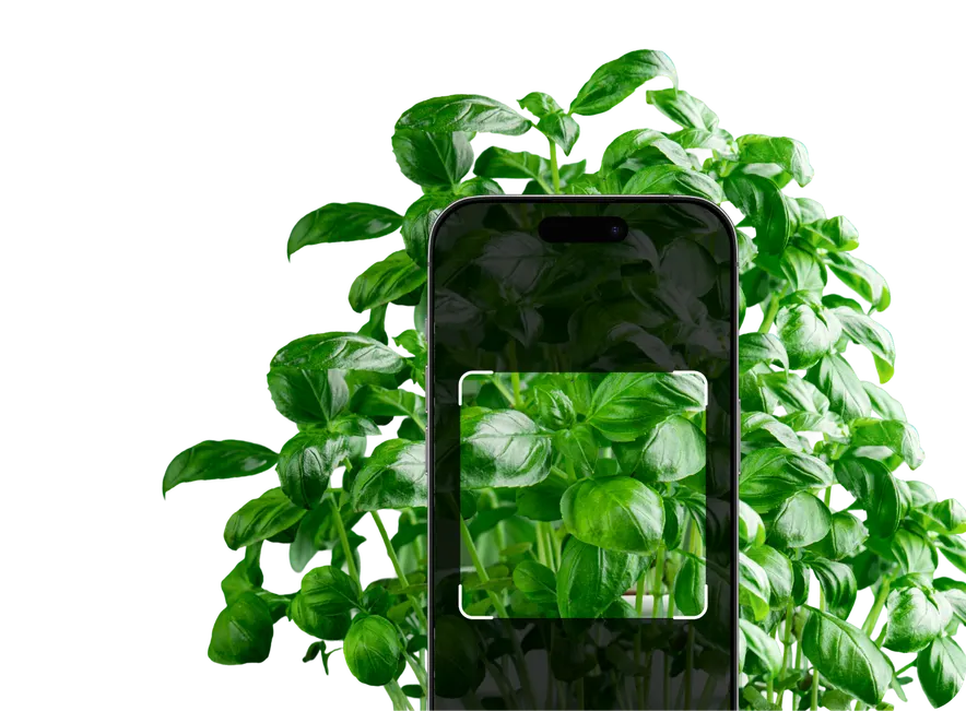 Edible Plant Identification – Hero