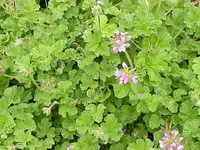 rose scented geranium (Pelargonium capitatum) plant