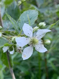 Rubus scaber