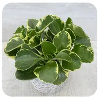 Baby Rubber Plant