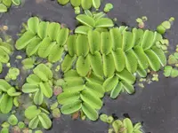 Floating fern (Salvinia natans) plant