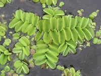 Floating fern (Salvinia natans) plant