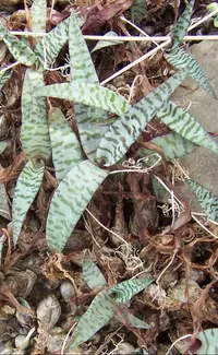 Silver squill (Ledebouria socialis) plant