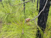 Pond Pine