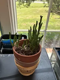 Rattail crassula photo by a Botan App user