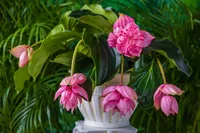 Rose grape (Medinilla magnifica) plant