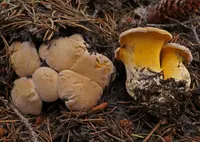 Rainbow Chanterelle