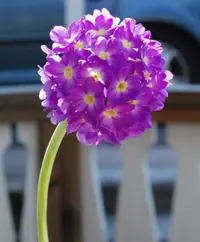 drumstick primula