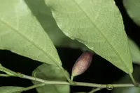 Ficus formosana