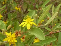 Brandybush