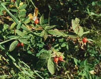 Sherard's Downy-rose (Rosa sherardii) plant