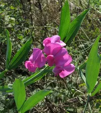 perennial pea