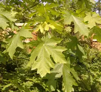 bigleaf maple