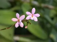 Reed-stemmed orchid