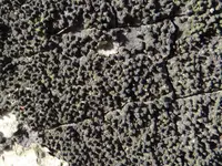 Wood Mulberry