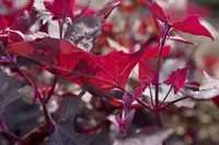 garden orache (Atriplex hortensis) plant