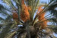 Phoenix roebelenii