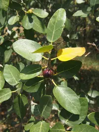 Sandpaper Fig