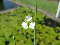 Parnassus-leaved Water-plantain