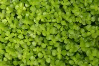 Baby Tears (Pilea depressa) plant