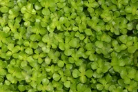 Baby Tears (Pilea depressa) plant