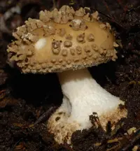 Far South Amanita