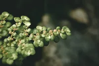 Portulacaria afra