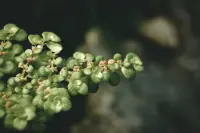 Portulacaria afra