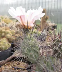 Tephrocactus alexanderi