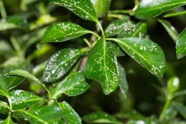 Euonymus Scale