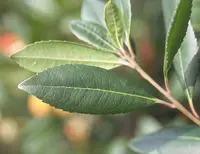 Arbutus unedo leaf