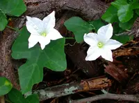 ivy gourd
