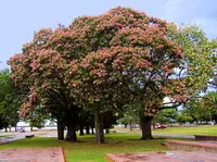 Silk floss tree
