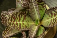 Kalanchoe humilis leaf