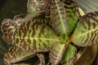 Kalanchoe humilis leaf